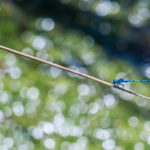 Agrion jouvencelle / Coenagrion puella