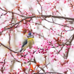 Mésange bleue / Cyanistes caeruleus