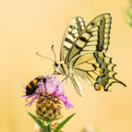 Machaon / Papilio machaon