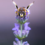 Anthidie cotonnière / Anthidium manicatum