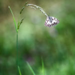 Demi-deuil / Melanargia galathea