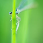 Pennipate bleuâtre / Platycnemis pannipes