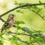 Pinson des arbres / Fringila coelebs