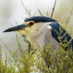 Bihoreau gris / Nycticorax nycticorax