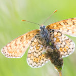 Mélitée du plantain / Melitaea cinxia