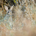 Lapin de Garenne / Oryctolagus cuniculus