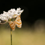 Mélitée orangée / Melitaea didyma