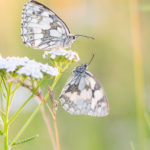 Demi-deuil / Melanargia galathea