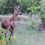 Chevreuil / Capreolus capreolus