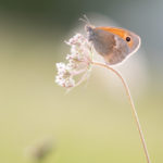 Fadet commun / Coenonympha pamphilus