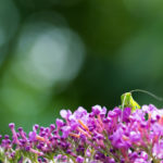 Grande sauterelle verte / Tettigonia viridissima
