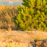 Lapin de Garenne / Oryctolagus cuniculus