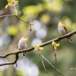 Pouillot siffleur / Phylloscopus sibilatrix