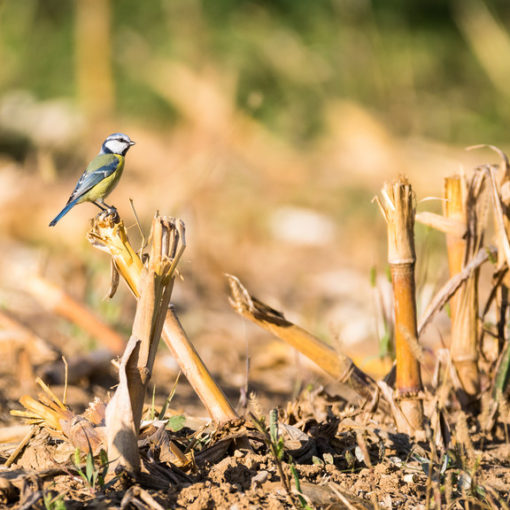 Mésange bleue / Cyanistes caeruleus