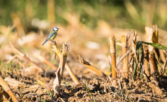 Mésange bleue / Cyanistes caeruleus