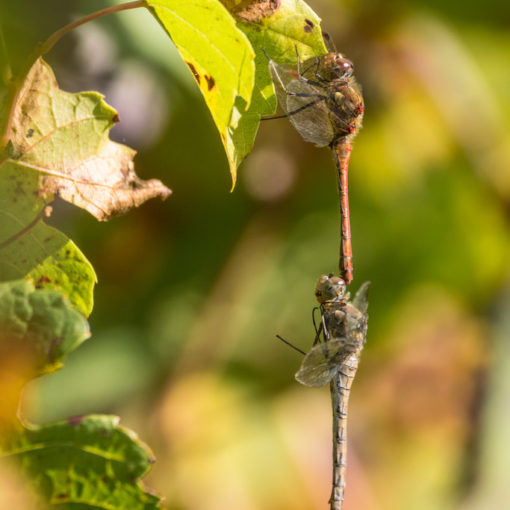 Sympétrum strié / Sympetrum striolatum