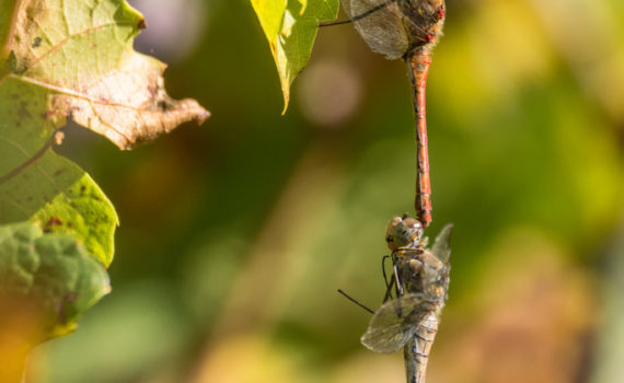 Sympétrum strié / Sympetrum striolatum