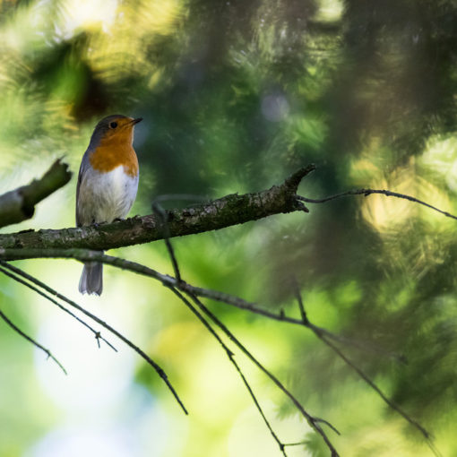 Rougegorge familier / Erithacus rubecula