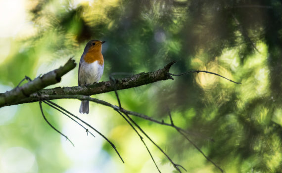 Rougegorge familier / Erithacus rubecula