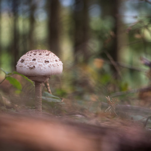 Lépiote élevée / Macrolepiota procera