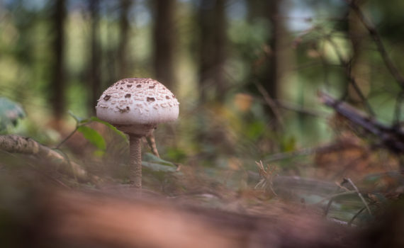 Lépiote élevée / Macrolepiota procera