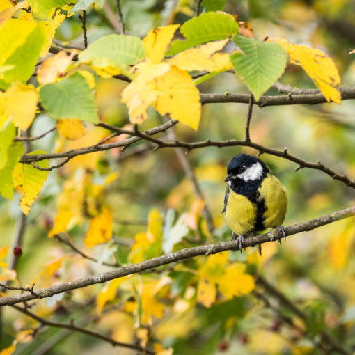 Mésange charbonnière / Parus major