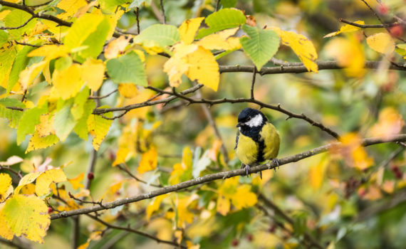 Mésange charbonnière / Parus major