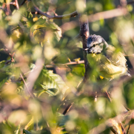 Mésange bleue / Cyanistes caeruleus