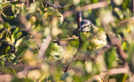 Mésange bleue / Cyanistes caeruleus