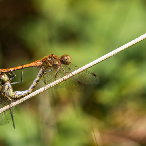 Sympétrum strié / Sympetrum striolatum