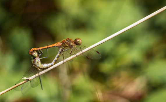 Sympétrum strié / Sympetrum striolatum