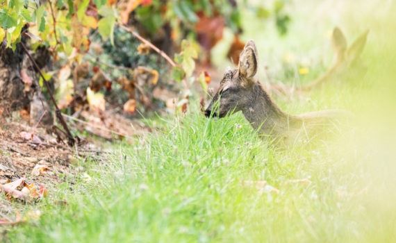 Chevreuil / Capreolus capreolus