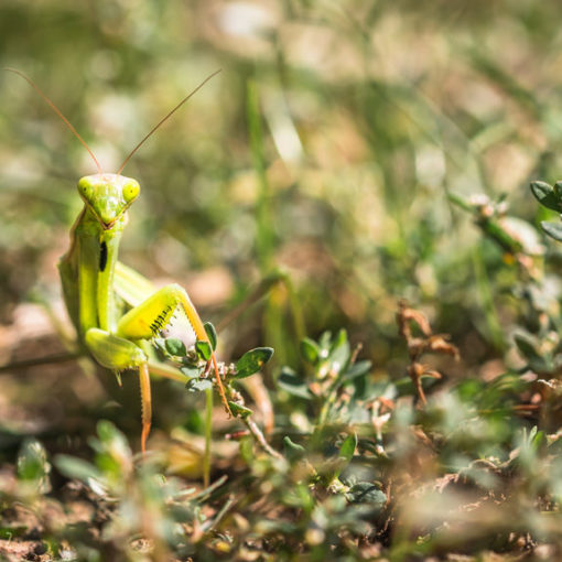 Mantis religiosa