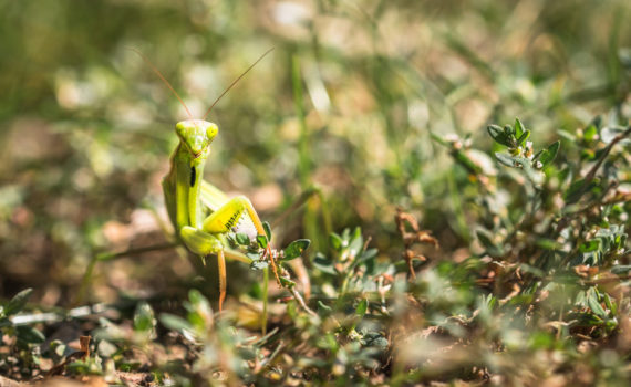 Mantis religiosa