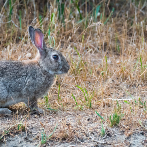 Lapin de Garenne / Oryctolagus cuniculus