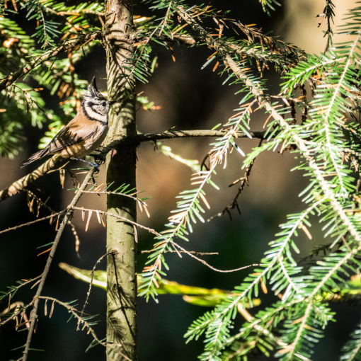 Mésange huppée / Lophophanes cristatus