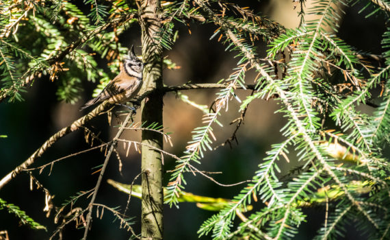 Mésange huppée / Lophophanes cristatus