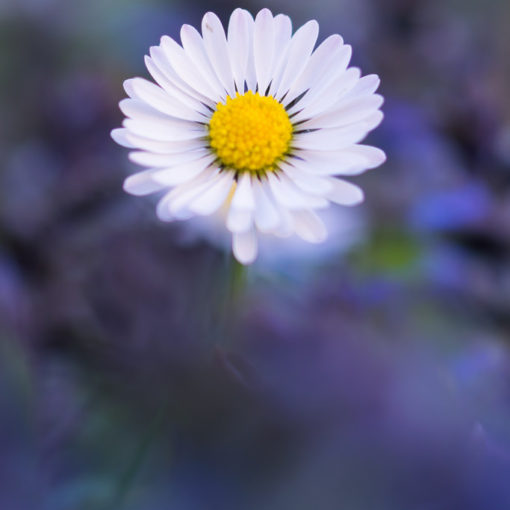 Pâquerette / Bellis perennis