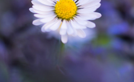 Pâquerette / Bellis perennis