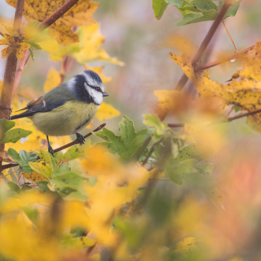 Mésange bleue / Cyanistes caeruleus