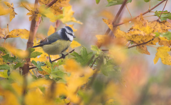 Mésange bleue / Cyanistes caeruleus