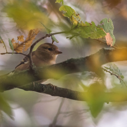 Pinson des arbres / Fringilla coelebs