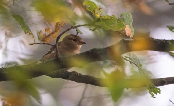 Pinson des arbres / Fringilla coelebs