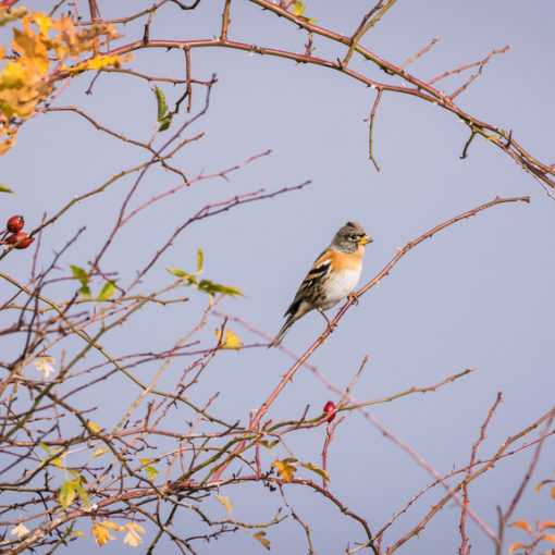 Pinson du nord / Fringilla montifringilla