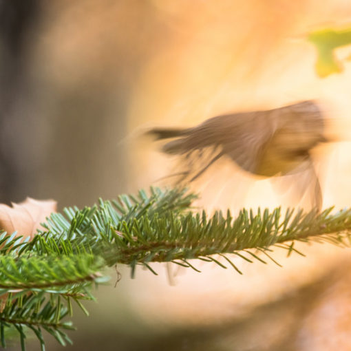 Mésange huppée / Lophophanes cristatus