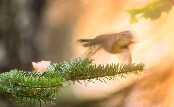 Mésange huppée / Lophophanes cristatus