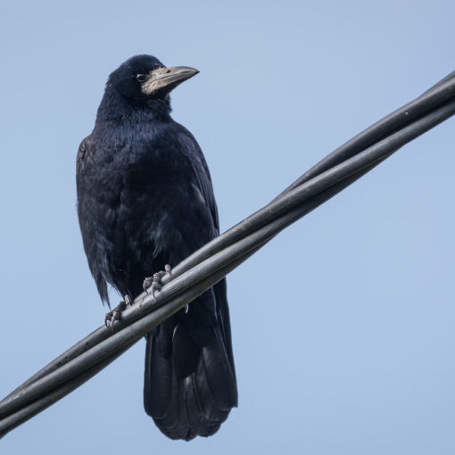 Corbeau freux / Corvus frugilegus