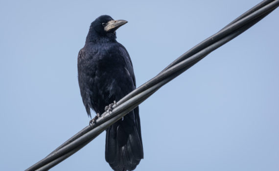Corbeau freux / Corvus frugilegus