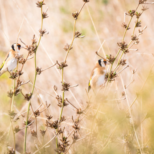 Chardonneret élégant / Carduelis carduelis