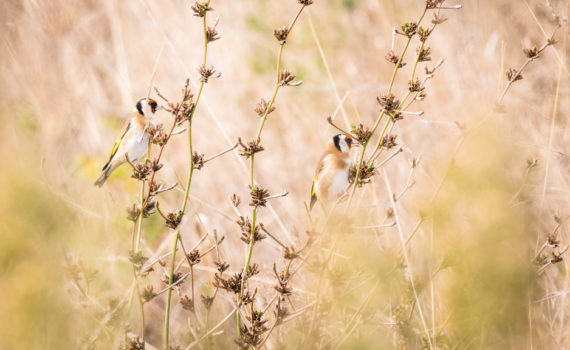 Chardonneret élégant / Carduelis carduelis